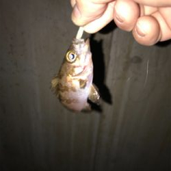 やっと釣れた！！！