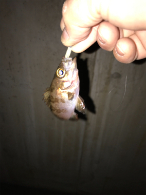 やっと釣れた！！！