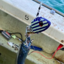 洲本沖　　太刀魚