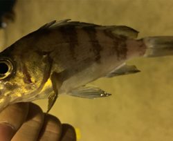 サクッとメバリング