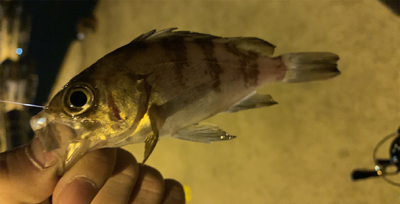 サクッとメバリング