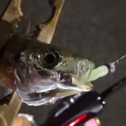 アジング練習 116