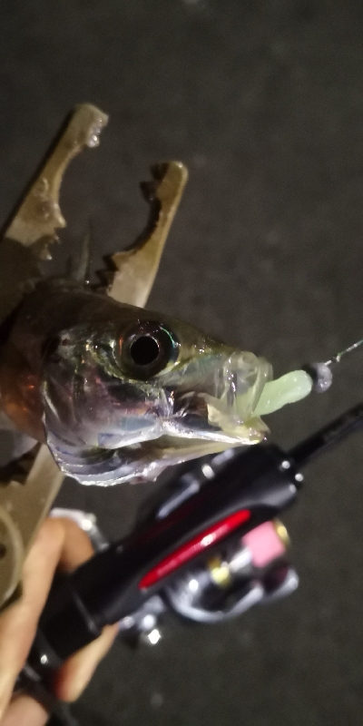 アジング練習 116