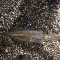 仕事終わりにヤリイカエギング