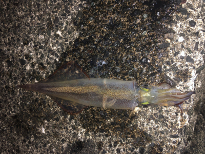 仕事終わりにヤリイカエギング