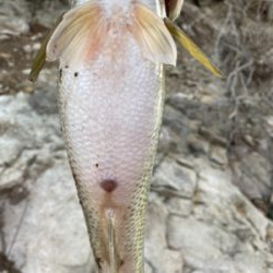 暖かい日差しが続くので釣りに行きました！！