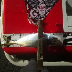 アジング 練習 117