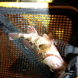 雨降り前のメバリング