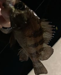 メバル昇り調子