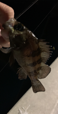 メバル昇り調子