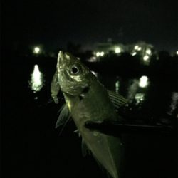 ランカーシーバス&アジプラッキング