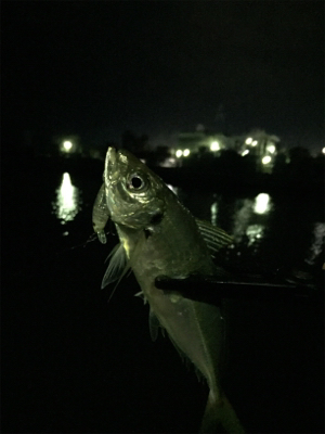 ランカーシーバス&アジプラッキング