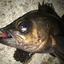 2020ライトゲーム第7戦