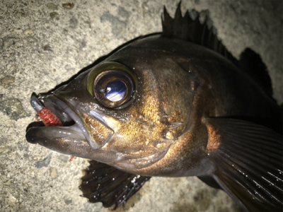 2020ライトゲーム第7戦