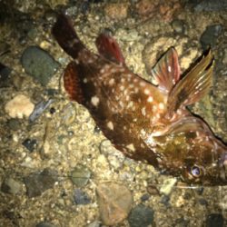 厳しくなってきましたねぇ