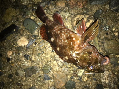 厳しくなってきましたねぇ