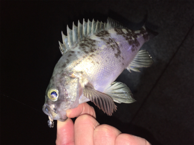 アフターメバル回復傾向