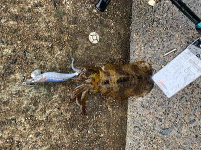 雨降らんってゆうてたやん！