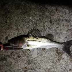 ナイトシーバスゲーム