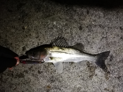 ナイトシーバスゲーム