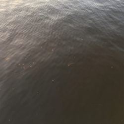 ベイトは多い！