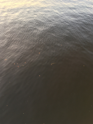 ベイトは多い！