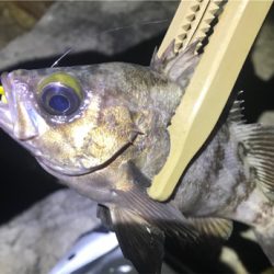 そよ風メバリング