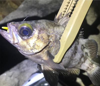 そよ風メバリング