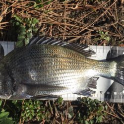 重富港 チヌ釣り