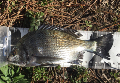 重富港 チヌ釣り