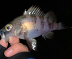 渋いながらも良型