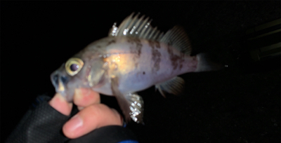 渋いながらも良型