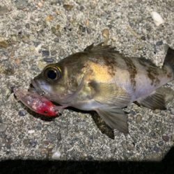 メバルを求めて