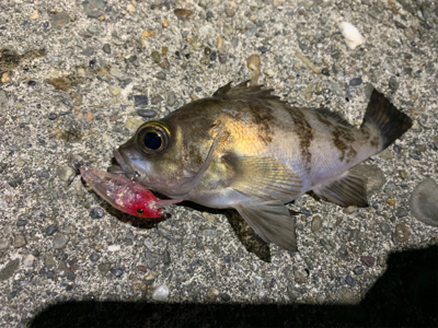 メバルを求めて