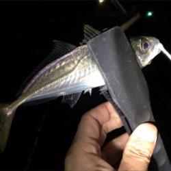 キャロアジング！