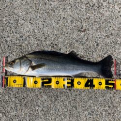 大阪南港へエビ撒き釣行