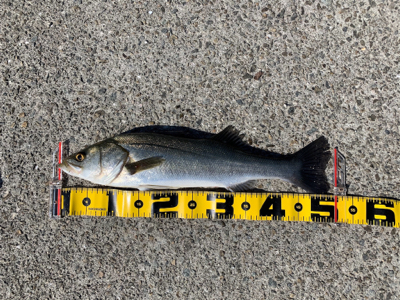 大阪南港へエビ撒き釣行