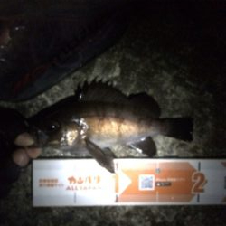 この時期らしい釣りです