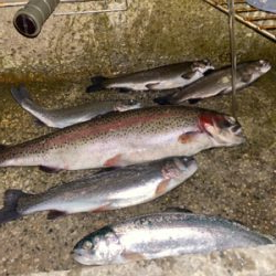 プールフィシング