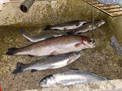 プールフィシング