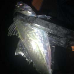 まだまだアジング