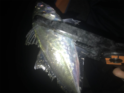 まだまだアジング