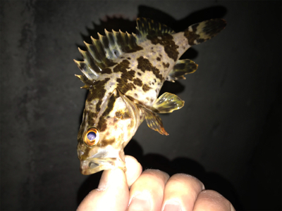 タケノコ、ガシラ