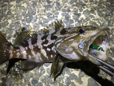 常夜灯周りのポテンシャル