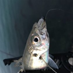 メバルを求めて⑥