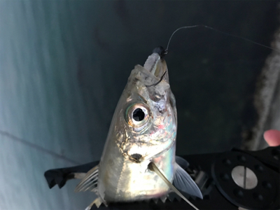 メバルを求めて⑥