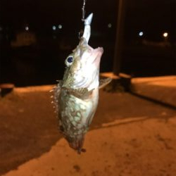 初ヤリエギング