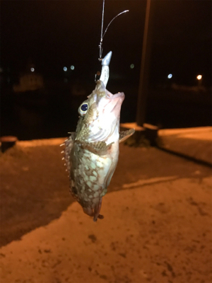 初ヤリエギング