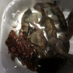 リベンジメバリング