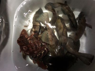 リベンジメバリング